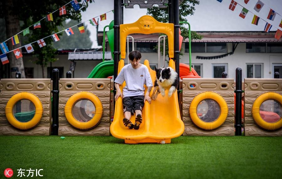 80后男孩从叛逆青年到励志店主 京郊建8600平米狗狗乐园报恩