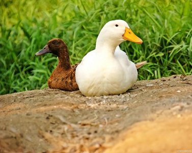 ​全国哪里的鸭子肉最好吃？中国十种有名鸭子，你认为哪的最好吃？