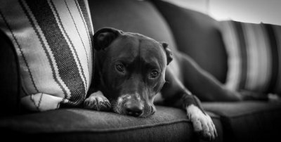 ​美国比特犬简介