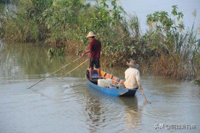 ​电鱼的危害有多大？导致鱼类畸形只是最小的，真正的危害你知道吗