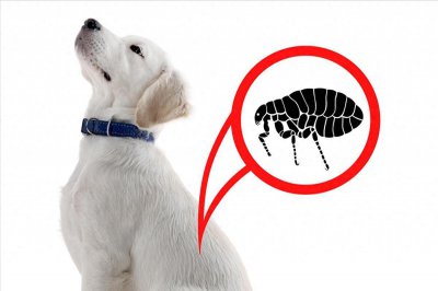 ​跳蚤最怕的6个克星，家里有宠物的你一定要看看！