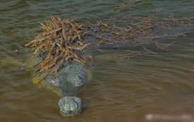 ​五种超强巨鳄据说曾有一次400人丧身鳄口，世界最大鳄鱼有多大？