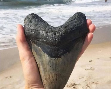 ​30张活久见图片，跟大王乌贼战斗的抹香鲸，最终搁浅在海滩之上