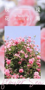 ​惊艳！宜宾藏着一片巨大的玫瑰花海，一秒坠入浪漫