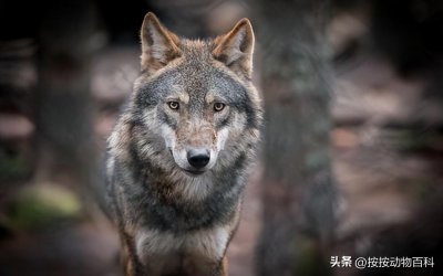 ​「科普」犬科动物的主要特征和常见种类