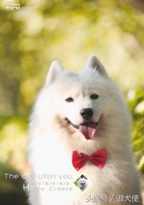 ​萨摩耶好养吗？萨摩耶性格友善且忠诚