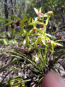 ​从六个方面出发，选择最优质最出众的下山兰