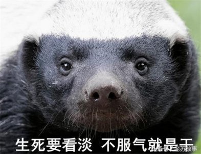 ​史上最全平头哥语录