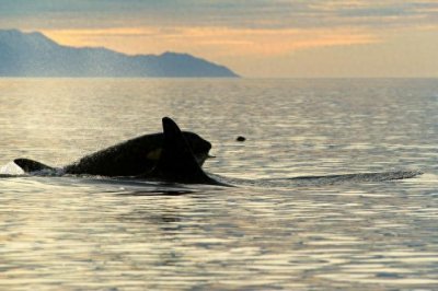 ​大白鲨遭到“杀人鲸”袭击时，为何会一动不动，被撕咬致死？
