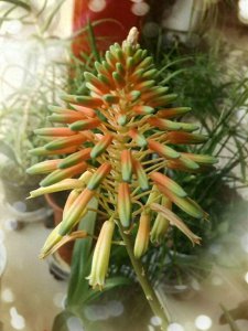 ​芦荟开花的忌讳和影响，别不当一回事，直接关乎着“家运”