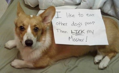 ​科学家发现狗狗吃屎是为了-卫生！关于狗吃屎的最新严肃研究！