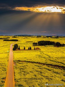 ​罗平油菜花最佳观赏时间与罗平油菜花摄影点