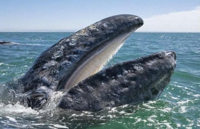 ​盘点地球上最大的9种鲸鱼，长须鲸仅排第7，露脊鲸一天要吃4吨
