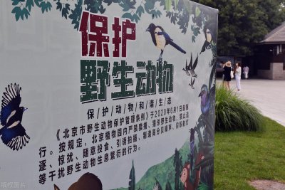 ​水塘被填平，十斤大鱼没人捞，为啥？网友：最脏的鱼，厕坑都能活