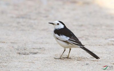 ​农村常见的小鸟，你见过几种？