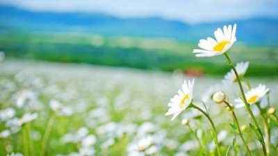 ​24首三行情诗：适合发朋友圈，为你的人气加点古风韵味