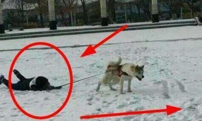 ​“最不忠心”的6种狗狗，第一名实至名归，谁养谁糟心