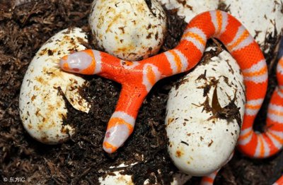 ​胆小慎点，最接近传说的生物：双头蛇 居然真的存在