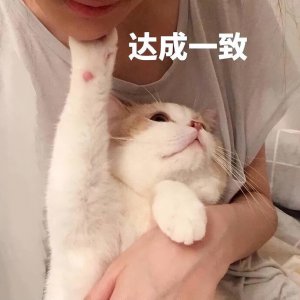 ​猫咪认定你是“主人”的6大表现，看看你家猫有没有
