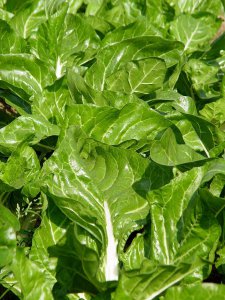 ​牛皮菜：过去的艰苦菜，曾经的猪食，现在的时髦、健美菜