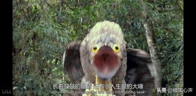 ​林鸱：活的像根树枝