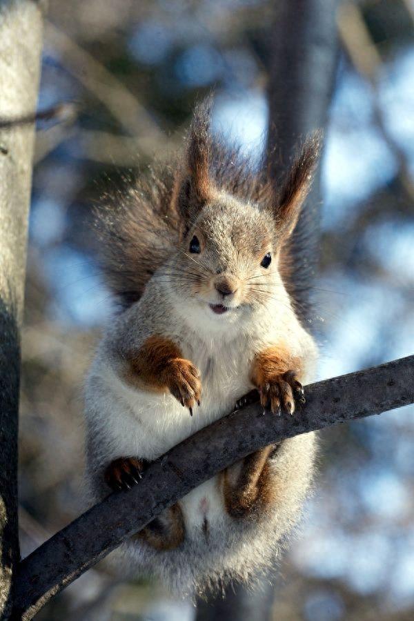 猪居然是世界上最聪明的动物之一，你知道吗？