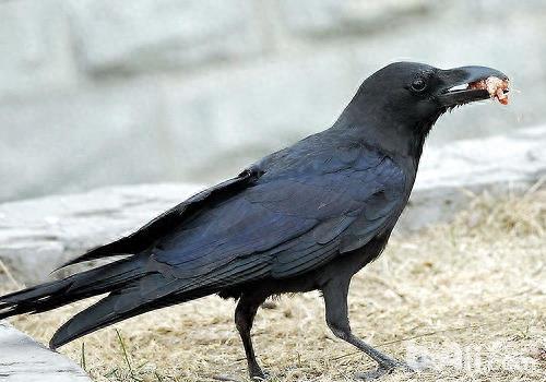 猪居然是世界上最聪明的动物之一，你知道吗？