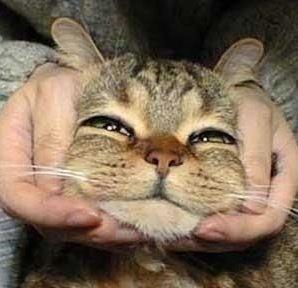 猪居然是世界上最聪明的动物之一，你知道吗？