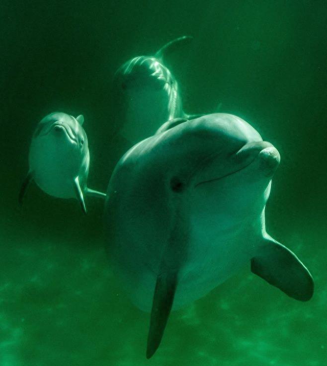 猪居然是世界上最聪明的动物之一，你知道吗？