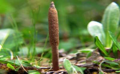 ​冬虫夏草是怎么样形成的，不为人知的秘密！