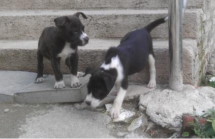 美国最高级别特种部队专用犬：加纳利军犬