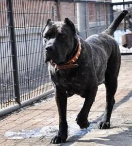 美国最高级别特种部队专用犬：加纳利军犬