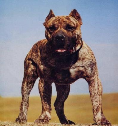 美国最高级别特种部队专用犬：加纳利军犬