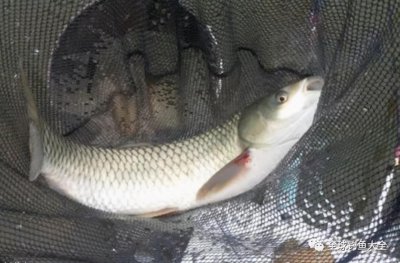 ​钓草鱼最好的4款饵料，第4款草鱼越吃越上瘾