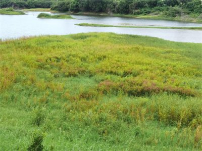 ​深圳西部最美公园立新湖公园