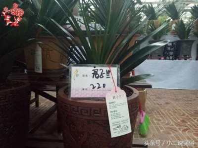 ​花卉市场的兰花最便宜的160元一盆，难怪那么多人上山挖兰花卖