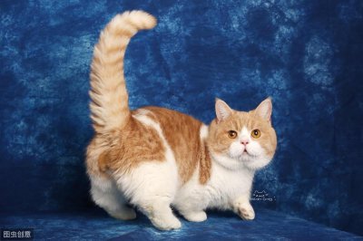 ​猫中柯基-短腿猫，腿短身胖，堪称最萌的存在！