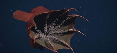 ​海洋深处最神秘诡异的生物之一“吸血鬼乌贼”