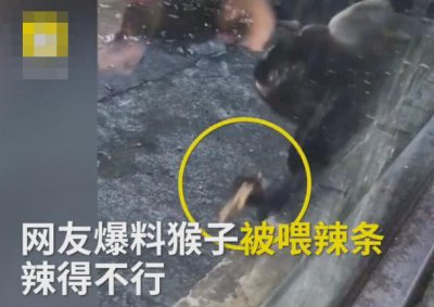 ​游客动物园投食喂猴子辣条：辣到“崩溃”网友：过分了！