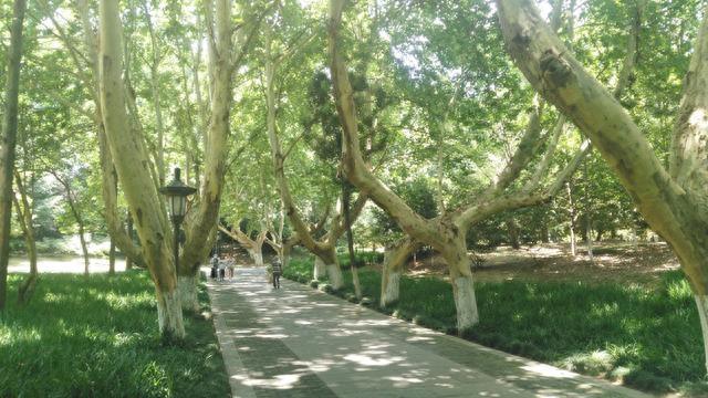 南京的法国梧桐你见过吗？带你们去看看啦