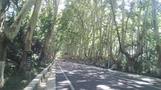 南京的法国梧桐你见过吗？带你们去看看啦