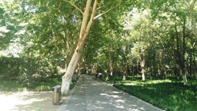 南京的法国梧桐你见过吗？带你们去看看啦