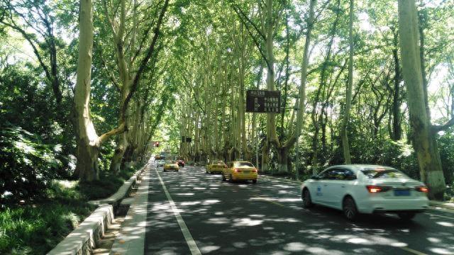 南京的法国梧桐你见过吗？带你们去看看啦