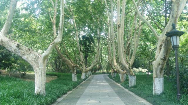 南京的法国梧桐你见过吗？带你们去看看啦