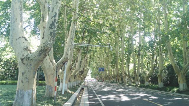 南京的法国梧桐你见过吗？带你们去看看啦