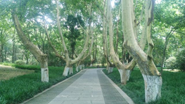 南京的法国梧桐你见过吗？带你们去看看啦