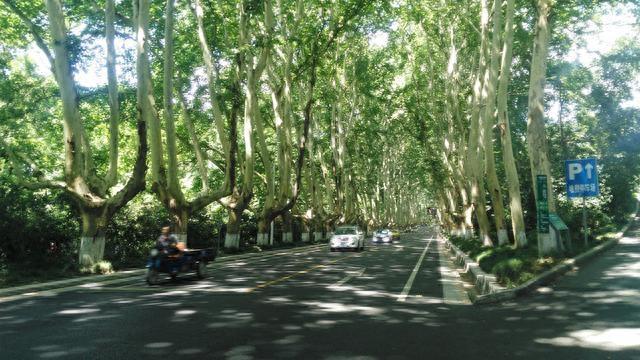 南京的法国梧桐你见过吗？带你们去看看啦