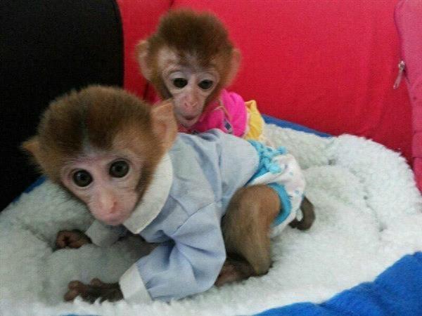 富豪圈新宠“拇指猴”，一只售价3万