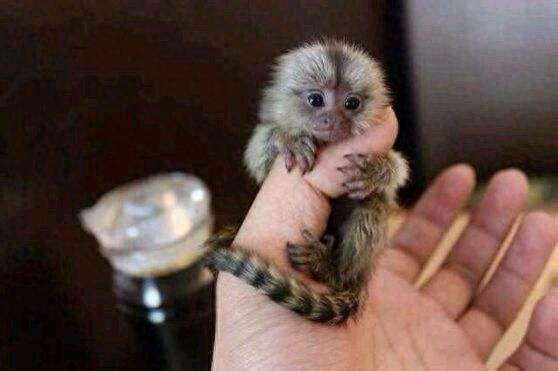 富豪圈新宠“拇指猴”，一只售价3万