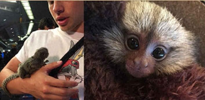 富豪圈新宠“拇指猴”，一只售价3万